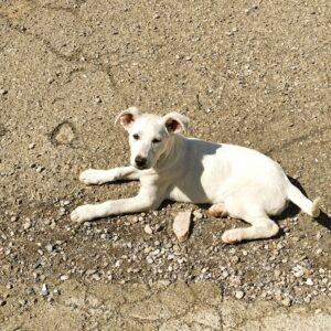 Penelope - 4 Mesi (Nata Indicativamente A Fine Novembre 2025)  Razza: Meticcio  Taglia: Medio Contenuta  